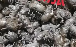 2025河南蝉蜕价格会涨还是跌？