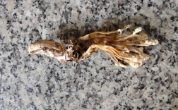 2025年金蝉草价格会涨还是跌？