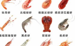 常见虾品种有哪些？看图识虾全在这！