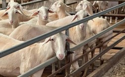 羔羊养殖技术与管理关键点是什么？