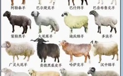 特大体型羊品种有哪些？