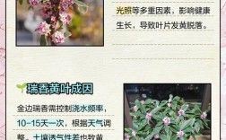 金边瑞香有黄叶品种吗？