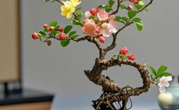 海棠盆栽品种有哪些？