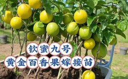 黄金百香果怎么种才高产？