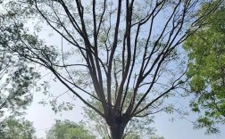 国槐种植技术视频教程，从选苗到养护，新手必看的全流程要点有哪些？