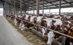 东北养牛技术视频哪里能看？