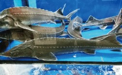 人工养殖大型鲟鱼品种有何优势？