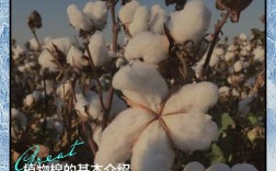 棉花品种有哪些？农广天地来介绍。