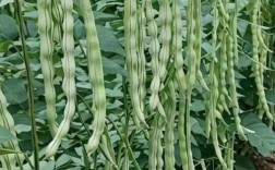 大地芸豆角的高产种植技术有哪些关键要点及常见问题解决方案？
