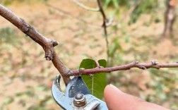 阳台桃树剪枝视频，何时剪？怎么剪？