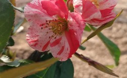 哪种海棠花颜值最高？