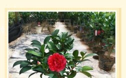 冬季室内茶花怎么养才好？