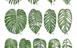 龟背竹最好品种是哪一种？