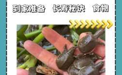 广东野生甲鱼养殖技术
