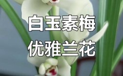 白色兰花品种名称有哪些？