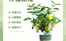 柠檬高产种植技术视频，如何实现高效种植？