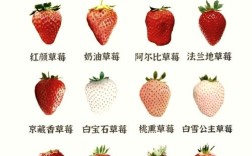 哪种草莓品种最好吃？