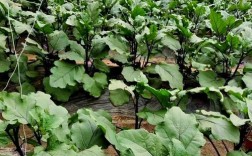 冬季大棚茄子咋管理？