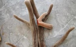 哪里能买到优良马鹿品种？