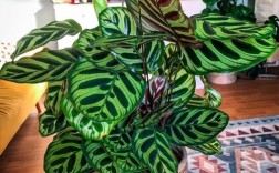 竹芋品种多，养植难度如何区分？