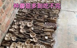 家里蘑菇怎么种？新手也能学会吗？