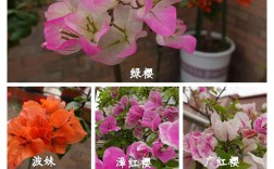 三角花究竟有多少品种？