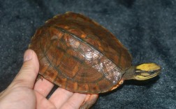 2025金钱龟最新价格多少钱一只？