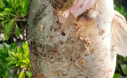 广西鳜鱼2025年价格会涨还是跌？