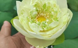 名贵碗莲品种有哪些？