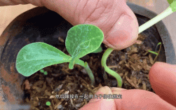 西瓜断根嫁接技术关键是什么？