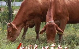 哪种牛品种生长速度最快？