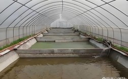 泥鳅水花苗养殖技术视频怎么做？