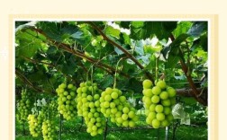 每日农经葡萄种植技术