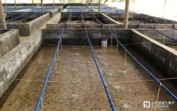 东风螺水泥池养殖技术要点有哪些？