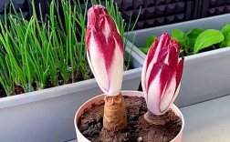 大棚金玉兰菜种植技术