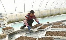 盆养蚯蚓怎么养？技术要点有哪些？