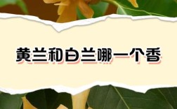 黄兰白兰哪个品种更好？