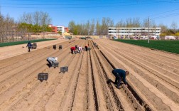 山西临汾山药种植技术有哪些关键要点？