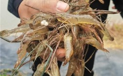 青虾高产优质养殖技术