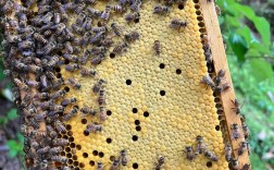 蜜蜂养殖技术哪里学？百度能搜到靠谱的吗？