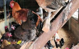 新手养鸡全套技术视频有哪些关键要点？