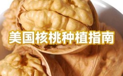 核桃种植技术视频教程有哪些要点？