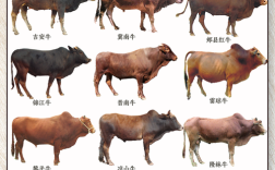 中国牛品种哪家强？