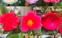 茶花花朵大的品种有哪些？