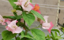 哪种三角梅品种最漂亮？