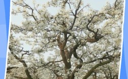 梨树整形修剪视频，新手怎么学？