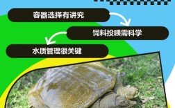 cctv7甲鱼养殖技术