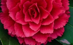 茶花品种有哪些？