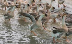 狮头鹅种鹅养殖技术要点有哪些？