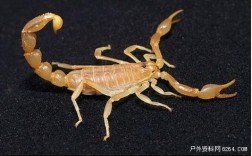 国内今年蝎子价格怎么样？